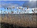 Tall Coastal Grasses above Coldingham Bay