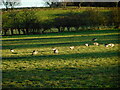 Greylag geese