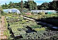 Potted plants at Rotherview Nursery, Ivyhouse Lane, Three Oaks