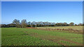 Shropshire pasture west of Albrighton