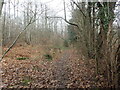 Footpath into Hurst Wood