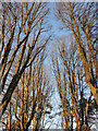 Bare trees in Page Park