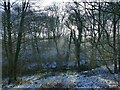 Winter sunshine through the trees