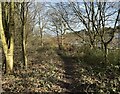 Path through strip of woodland