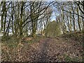 Path through strip of woodland