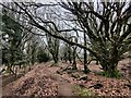 Shropshire Way at the Ditton Enclosure