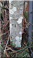 Benchmark on gatepost at field gateway on east side of road north of Faugh