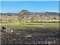 A medieval moat in a field of horses