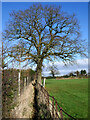 Footpath south of Codsall Wood in Staffordshire