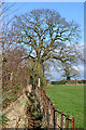 Footpath and oak tree south of Codsall Wood, Staffordshire