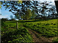 Path leading through Shendish Manor golf course, Manor Estate