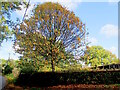 TQ9238 : Chequer Tree Lane Brissenden by Phil Brandon Hunter