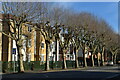 A fine line of trees beside Kingston Road