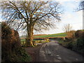 Colfen ar ochr heol / Tree on the side a road