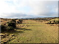 Llwybr ar gomin / Path on a common