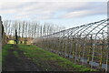 Polytunnel