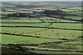 Cattle grazing near Llanferran