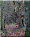 Avenue of Trees, Polstead