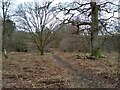 Path, Killearn Glen