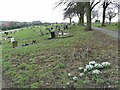 Snowdrops in Harehills Cemetery