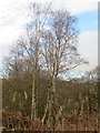 Birch tree in Gullet Wood