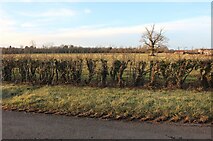 SU2588 : Field by Longcot Road, Shrivenham by David Howard