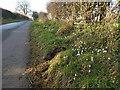 Snowdrops in the hedgebank by the drive to Haughton House Farm