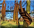 Alder catkins