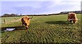 NY5057 : Cows in field on east side of Fenton Gate by Luke Shaw