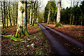 Access road, Seskinore Forest