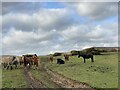 Field of horses