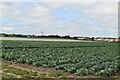 Cabbage field