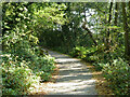 Footpath 260, Shalford Common