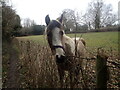 Horse near Luxted