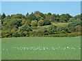 Gulls in field below The Chantries