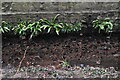 Small stream, Bradbourne Lakes