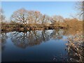 SK4530 : Trees on the Derbyshire bank of the Trent by David Lally