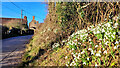 Snowdrops on the roadside