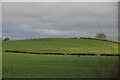 Pasture in the Lea Valley