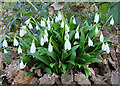 Green-leaved Snowdrop (Galanthus woronowii)