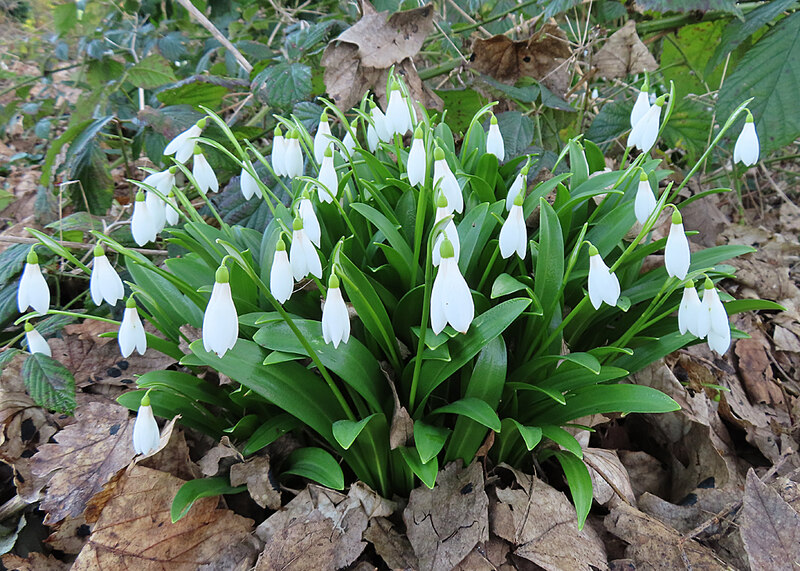 Green-leaved Snowdrop (Galanthus... © Anne Burgess cc-by-sa/2.0 ...