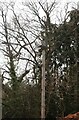 Telegraph pole on Harpenden Road, St Albans