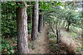 SJ2533 : Along the edge of the woods on Offa's Dyke Path by Jeff Buck