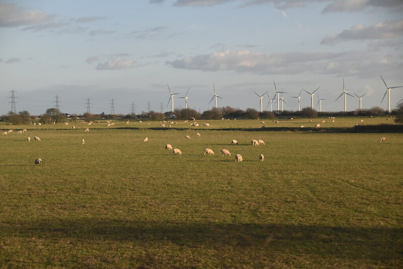 Sheep grazing © N Chadwick ccbysa/2.0 Geograph Britain and Ireland