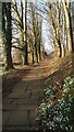 NY5541 : Snowdrops by the path to St Oswald's Church, Kirkoswald by Gordon Brown