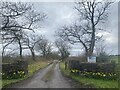 Daffodils at Gletwyn Farm entrance