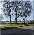 Deciduous trees in winter, Morton, South Gloucestershire