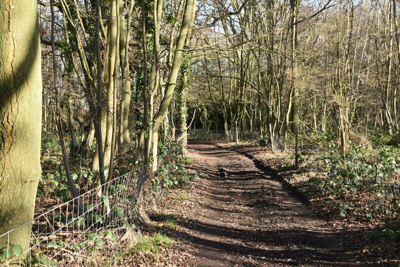 Byway, Horton Wood © N Chadwick cc-by-sa/2.0 :: Geograph Britain and ...