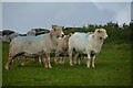 St Neot : Grassy Field & Sheep