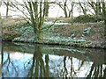 NS6372 : Snowdrops beside the canal by Richard Sutcliffe